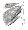 Scapula muscle