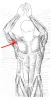 Diagram of muscle of the arm