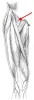 Diagram of muscles of the upper leg