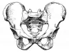 A diagram of the human pelvis